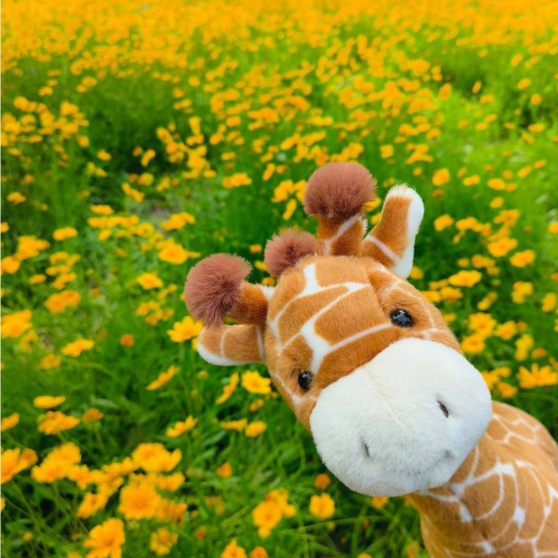Very Soft Giraffe Plush Toy Fo - Kids Toys Very incelemesi ve fiyatı